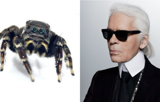 New Aussie jumping spider species named after Karl Lagerfeld