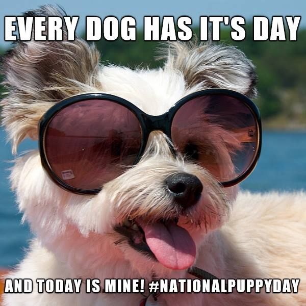 Happy National Puppy Day. Show us your cute…