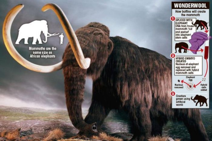 Woolly mammoths could be roaming Earth again ‘within two years’
