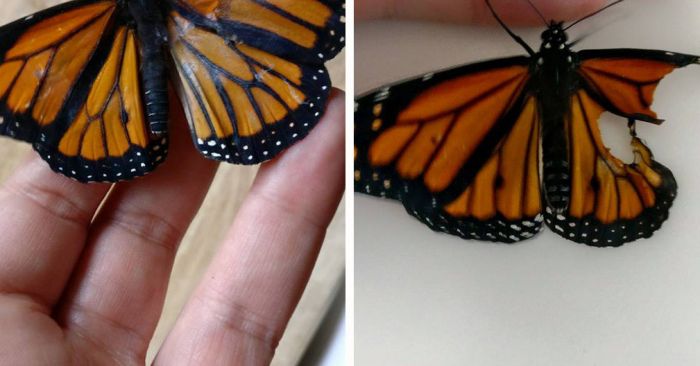 People Are Freaking Out After This Woman Repaired A Butterfly’s Damaged Wing