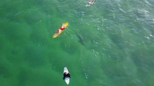Shark swims by unsuspecting surfers at Kiama