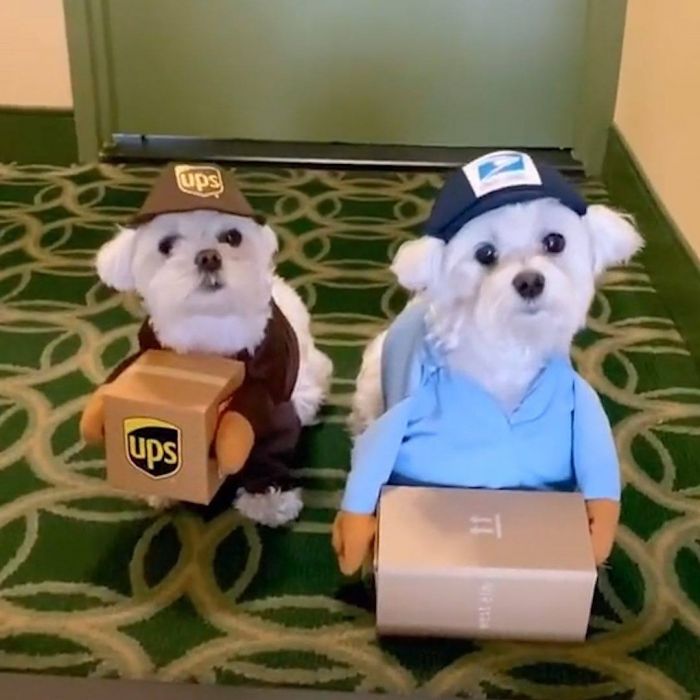 Dogs of TikTok. i98FM