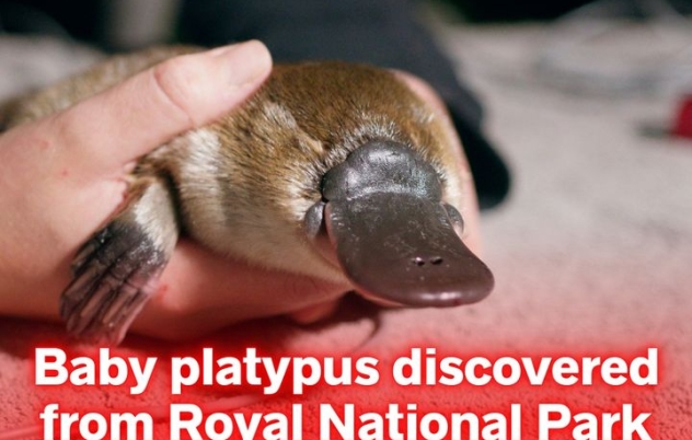 A platypus conservation program in the Royal…