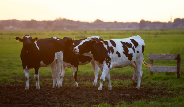 Nowra farmer state’s first Dairy Advocate