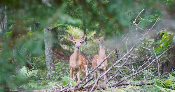 Calls for funding to assist wild deer management across the region