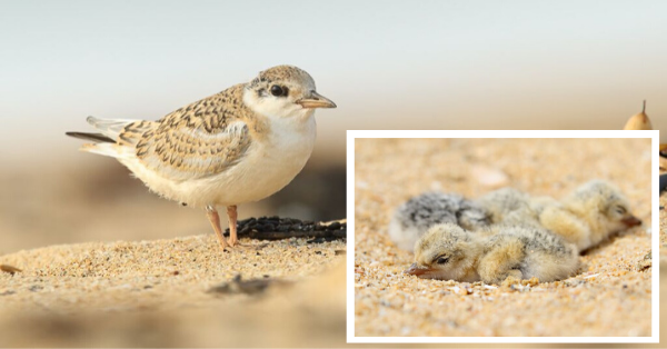 South Coast shorebird hatching boom despite bushfires