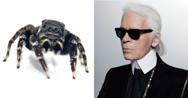 New Aussie jumping spider species named after Karl Lagerfeld