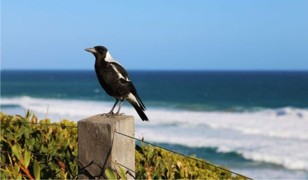 Man dies after magpie swoop in Woonona